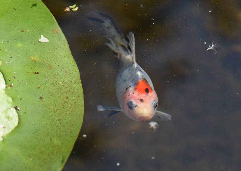 Shubunkin Goldfish swimming close to the surface of the pond