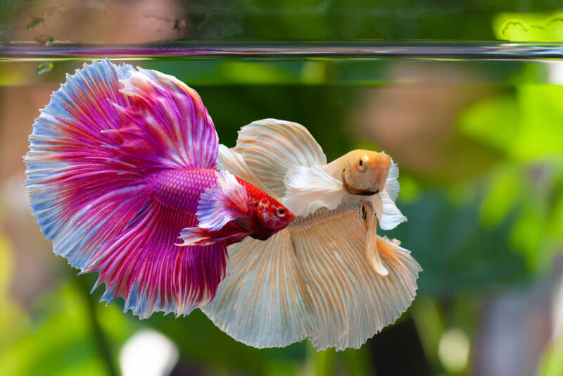 A couple of Siamese fighting fish in aquarium