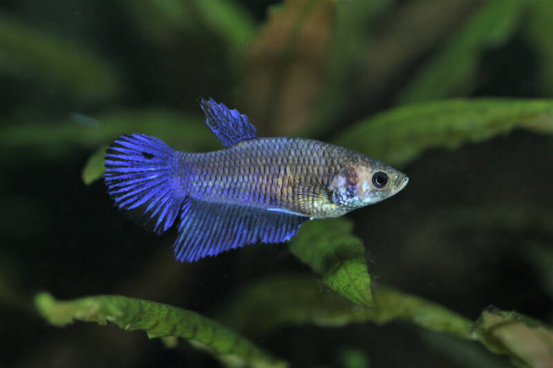 The blue female Siamese fighting fish in freshwater aquarium