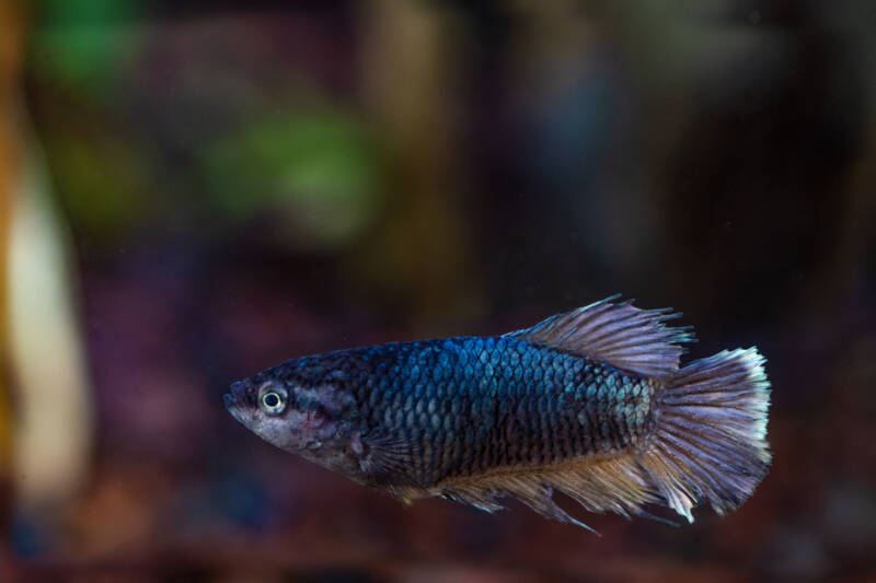 Steel-blue plakat betta swimming in aquarium