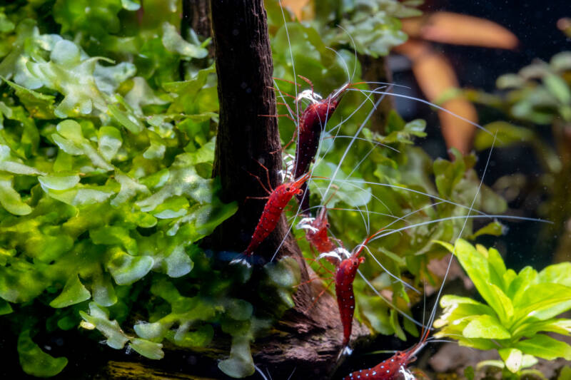 Group of sulawesi dwarf shrimps with white spot type stay together on timber with algae or aquatic plant in fresh water aquarium tank