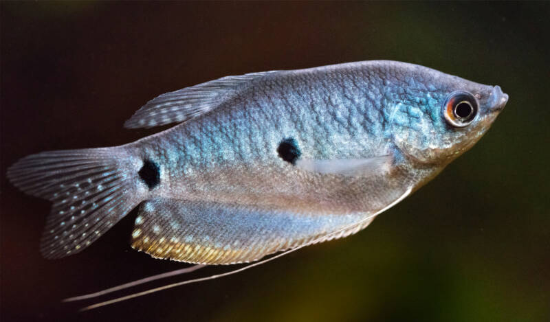 Blue gourami (Trichopodus trichopterus) close-up