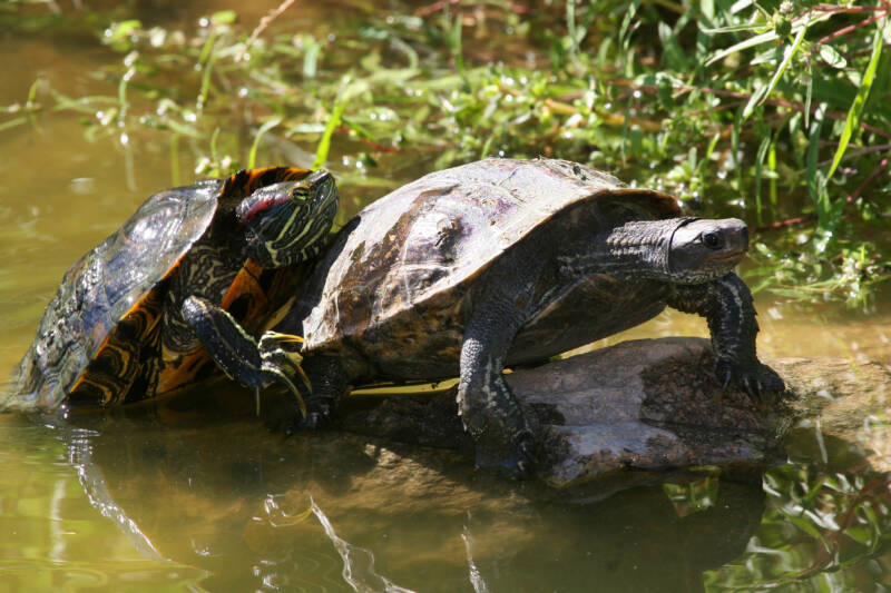 Red-eared terrapin or slider, Trachemys scripta elegans, sitting on back of caspian turtle sunbathing