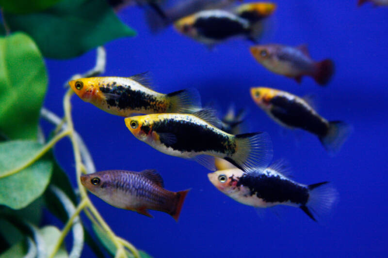 Tuxedo platy Schooling in a planted aquarium