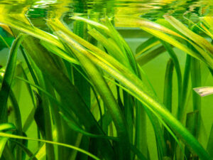 Vallisneria is a common aquarium plant