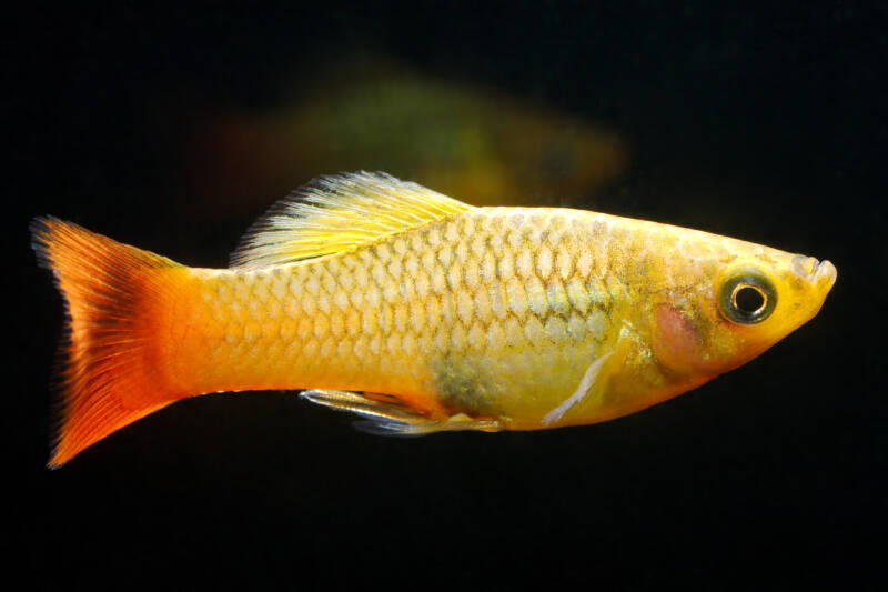 The variatus platy (Xiphophorus variatus), also known as variable platyfish or variegated platy very common and easy aquarium fish