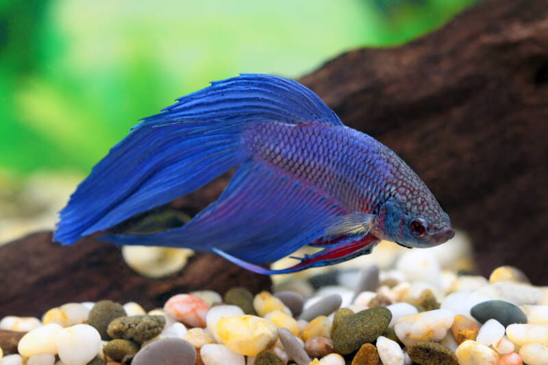 Betta splendens var. Veiltail also known as Veiltail Betta swimming in a decorated aquarium