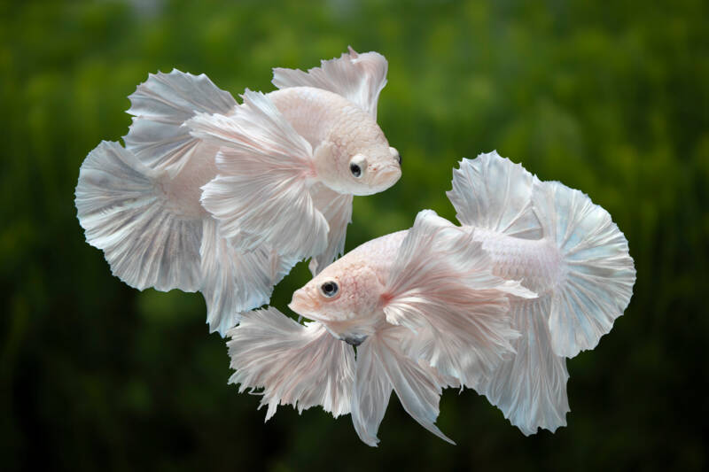 White Betta splendens in a planted aquarium