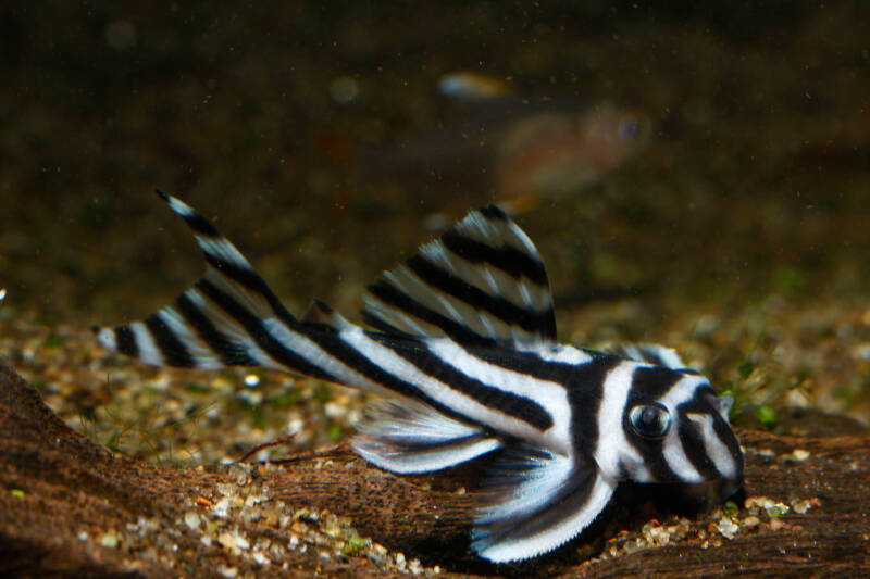 Hypancistrus zebra commonly known as Zebra Pleco on a gravel in a freshwater aquarium