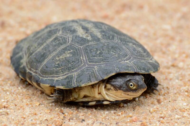 Close-up of a Pelomedusa subrufa also known as African Sideneck Turtle on a sand 