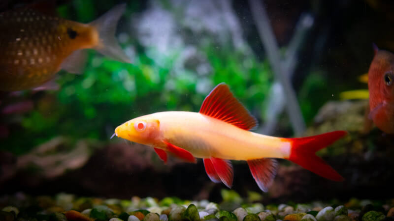 Albino rainbow shark swimming in a decorated freshwater aquarium