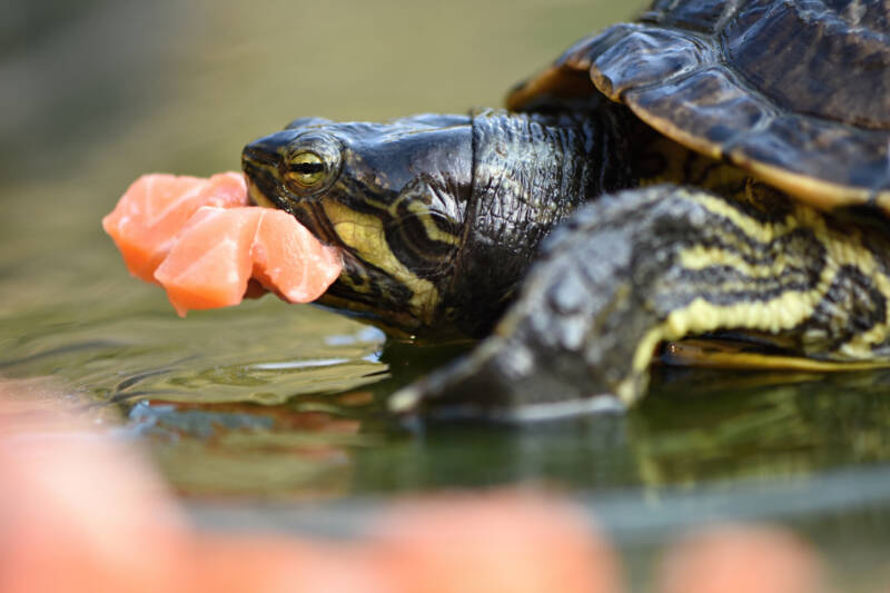 Feeding time with salmon pieces 