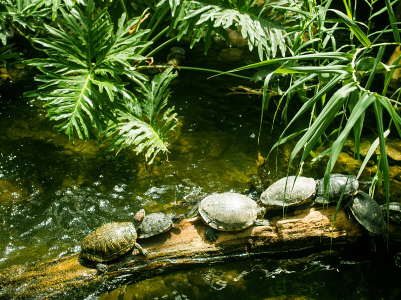 Aquatic turtles resting on a piece of wood in the pond