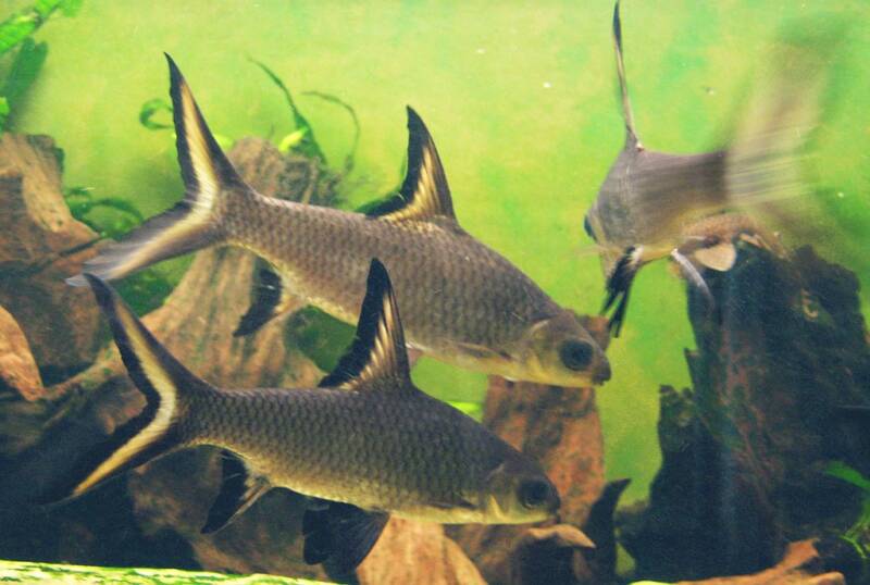 Shoal of bala sharks swimming in aquarium with driftwood