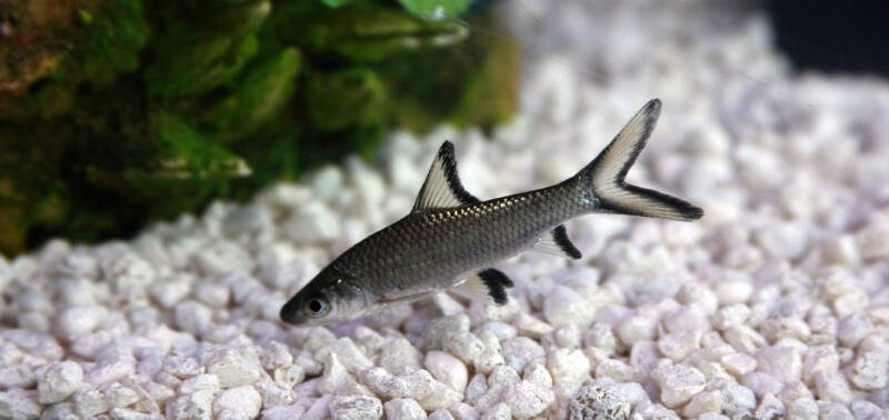 Young bala shark swimming near a gravel bottom of the aquarium