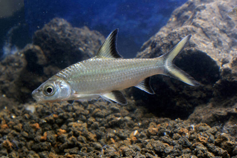 Balantiocheilos melanopterus also known as Bala shark swimming among rocks on the aquarium bottom