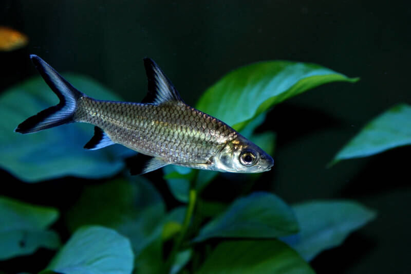 Balantiocheilos melanopterus also known as Bala shark swimming in planted freshwater aquarium