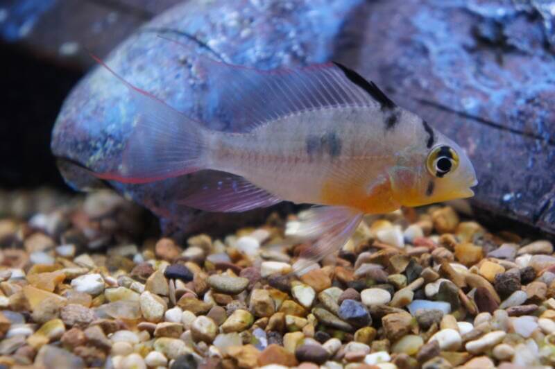 Mikrogeophagus altispinosus also known as Bolivian ramswimming against aquarium rocks near by gravel