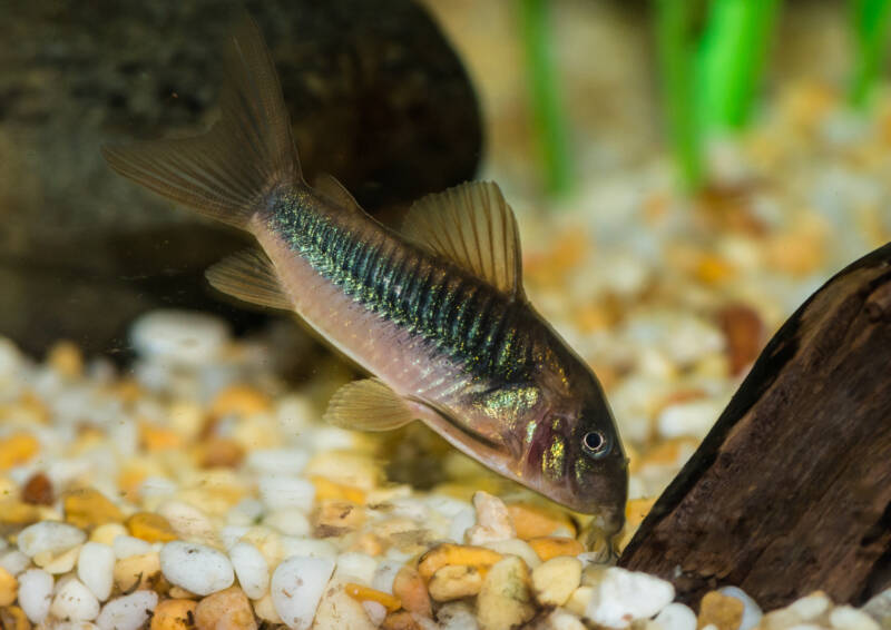 Corydoras aeneus also known as Bronze corydoras feeding on algae in aquarium with driftwood, rocks and gravel