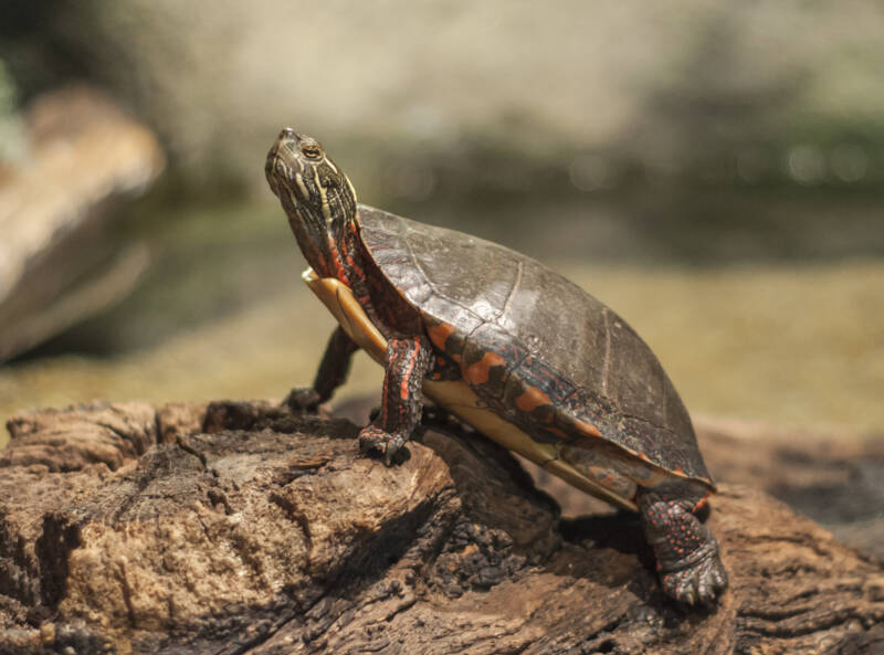 Chrysemys picta also known as Painted turtle basking on a log in a pond