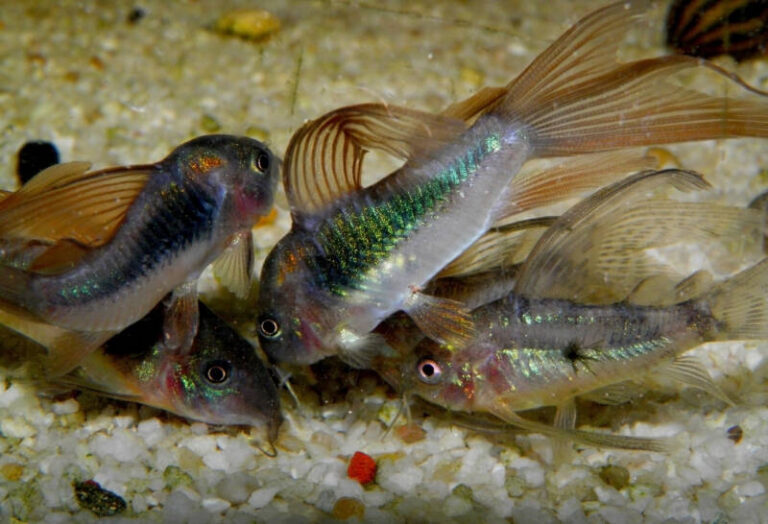 Cst Fish Aquarium Catfish: Complete Guide (Popular Types & Care)