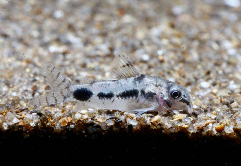 Corydoras habrosus commonly known as Salt and Pepper Cory searching for food on aquarium's gravel