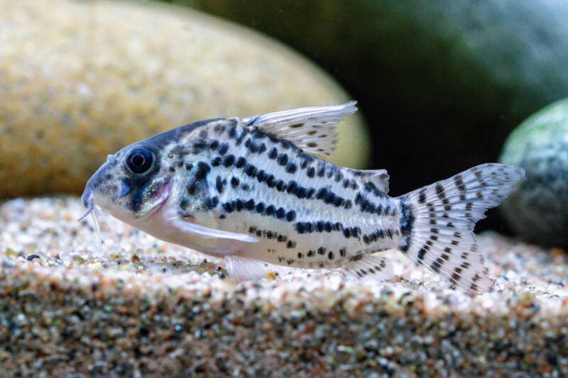 Corydoras schwartzi also known as Schwartz's corydoras swimming in aquarium with gravel and rocks