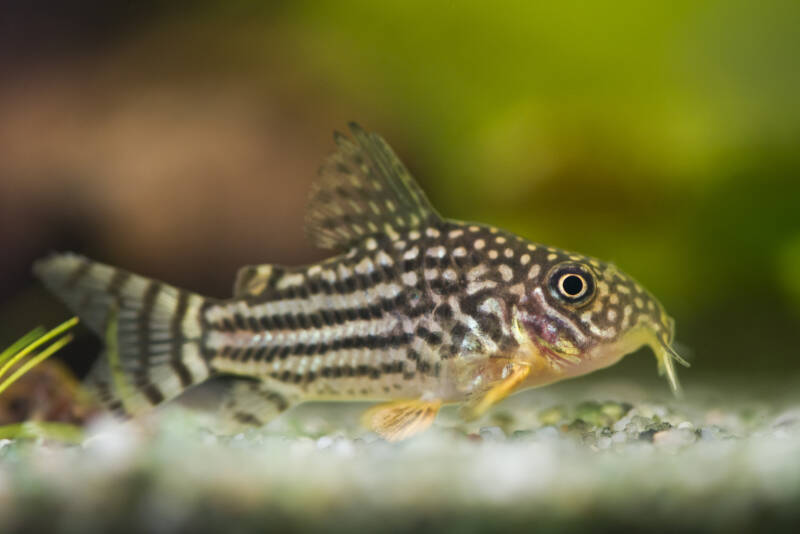 Corydoras sterbai also known as Sterba's cory close-up on aquarium gravel