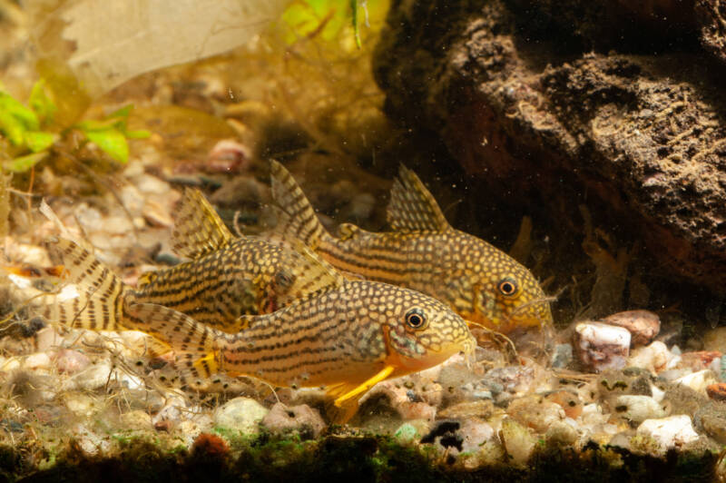 Three Sterba's corys exploring the bottom of the aquarium