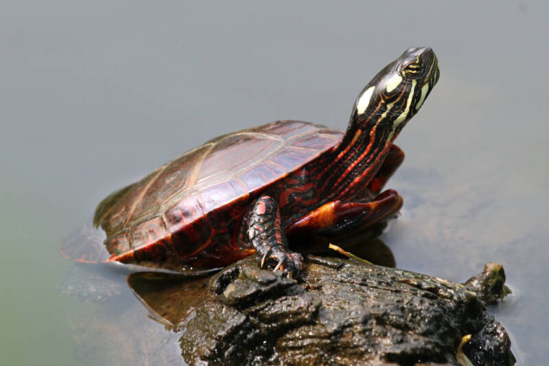 Chrysemys picta also known as Eastern painted turtle climbing on a rock in a pond