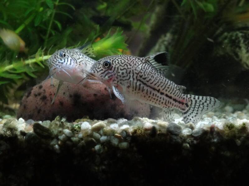 Spawning of false julii corys also known as three-lined corys in a planted aquarium