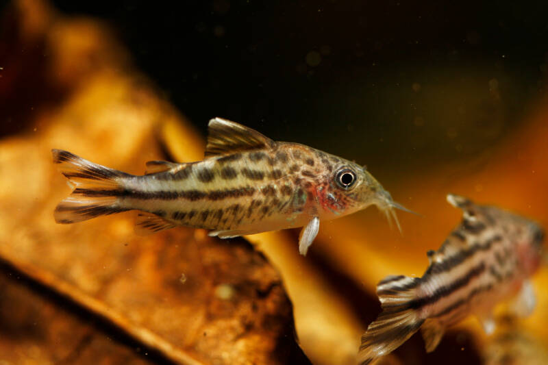 A school of Corydoras robineae known as flagtail corydoras swimming in a decorated freshwater aquarium