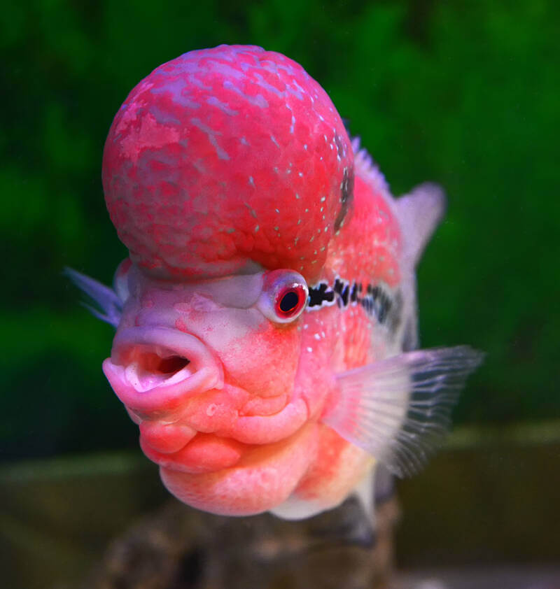 A close-up of a massive hump of Flowerhorn cichlid in aquarium