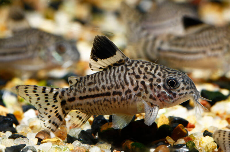 A close-up of a Corydoras julii known as well as Julii cory swimming on the bottom of aquarium