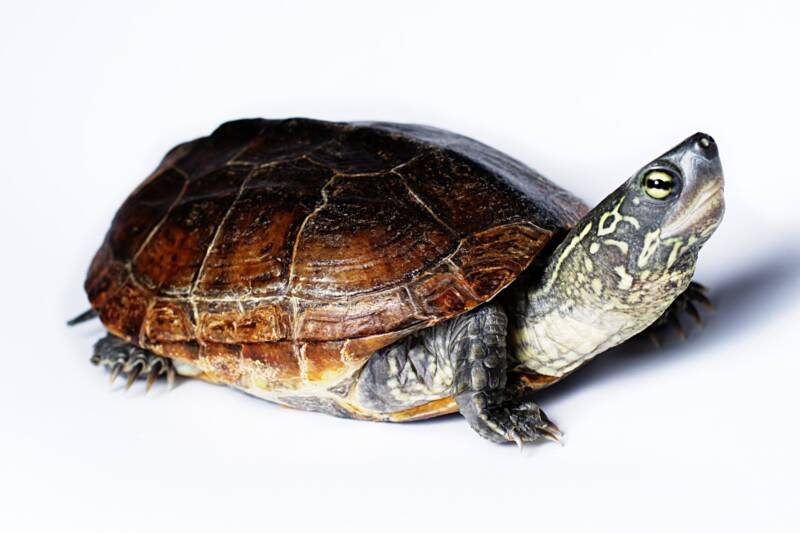 Close-up of Mauremys reevesii also known as Reeves turtle on a white background 