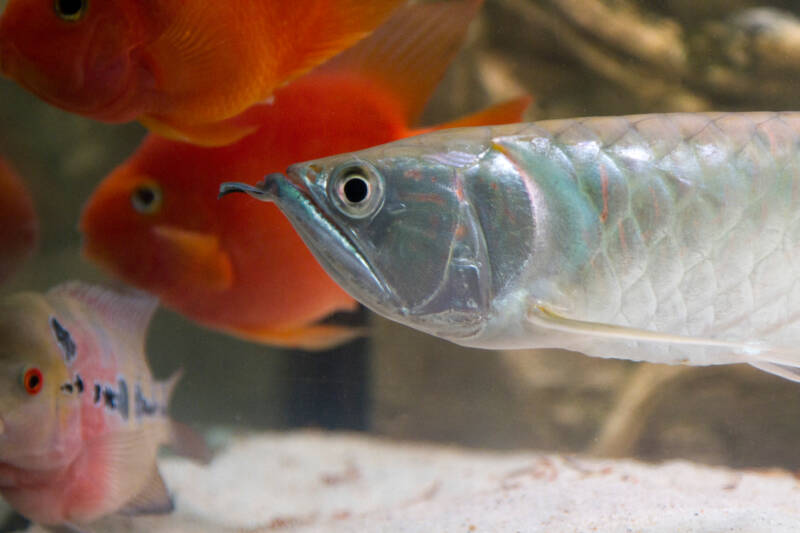 Osteoglossum bicirrhosum silver arowana, flowerhorn and red parrots fish in sun light aquarium