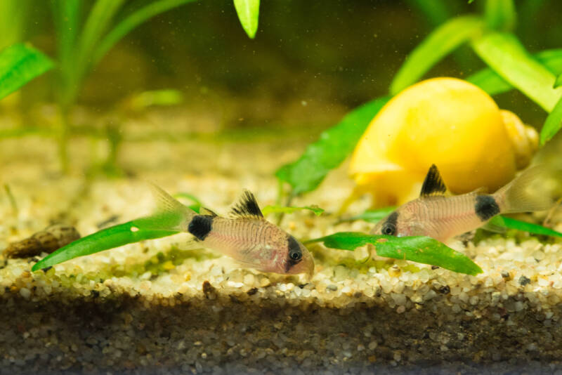 Corydoras panda also known as panda corys in community aquarium with freshwater snails