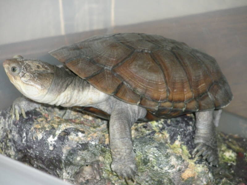 Pelomedusa subrufa also known as African Sideneck Turtle basking on the rock in aquarium