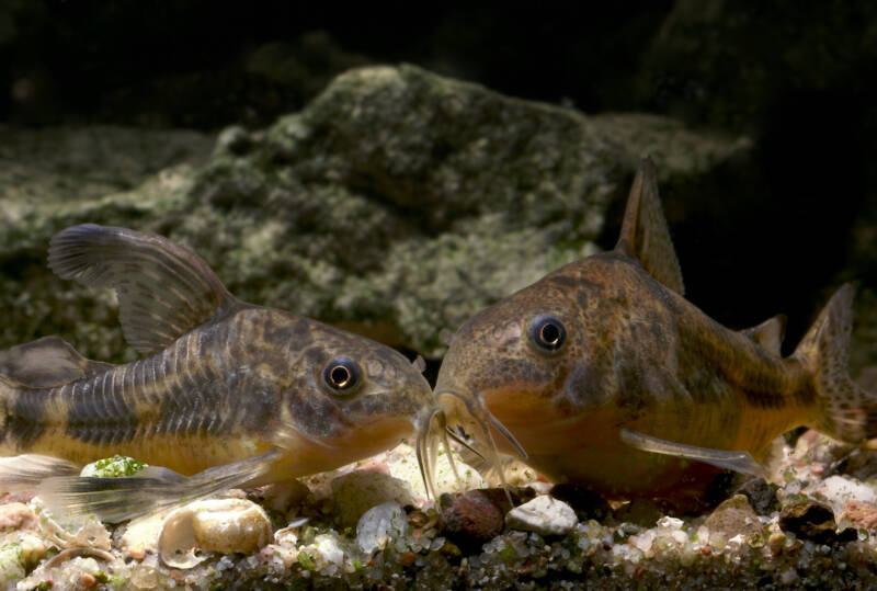 A couple of Peppered corys dwelling aquarium bottom with rocks