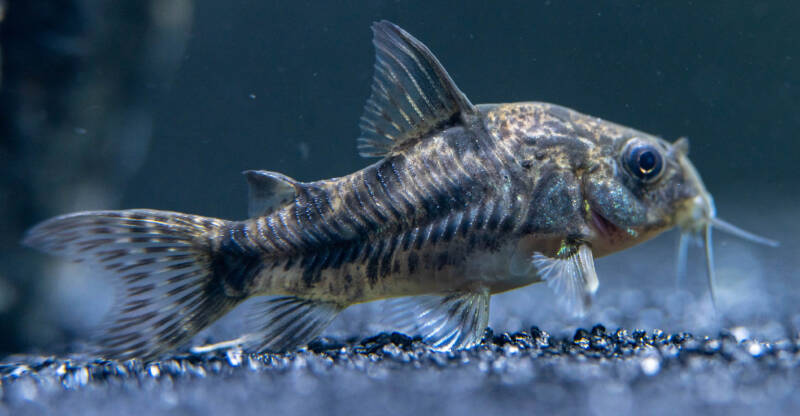 A close-up of a Corydoras paleatus also known as Pepper corydoras on aquarium bottom 