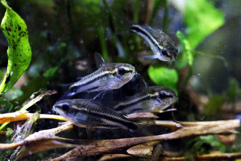 A group of Corydoras pygmaeus known as Pygmy Corys swimming in a planted aquarium with driftwood