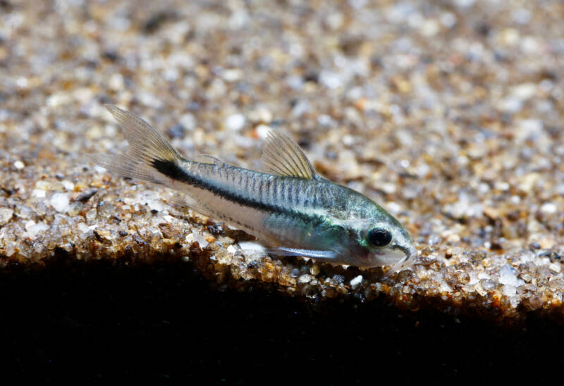 A close-up of Corydoras pygmaeus also known as pygmy corydoras or salt and pepper corydoras on aquarium gravel