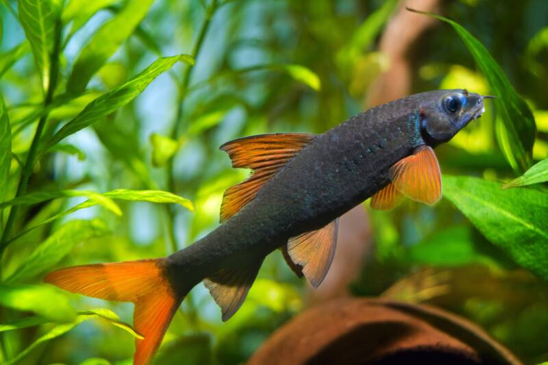 Rainbow shark also known as Red fin shark swimming in well decorated freshwater aquarium