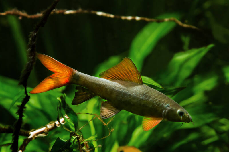 Freshwater Rainbow shark swimming close to aquarium plants