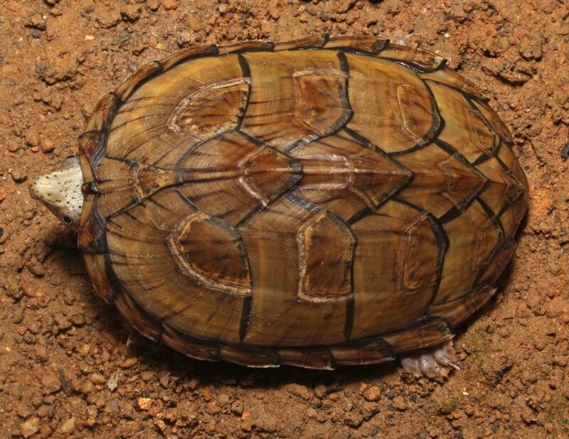 Razor-baked musk turtle on a clay close-up