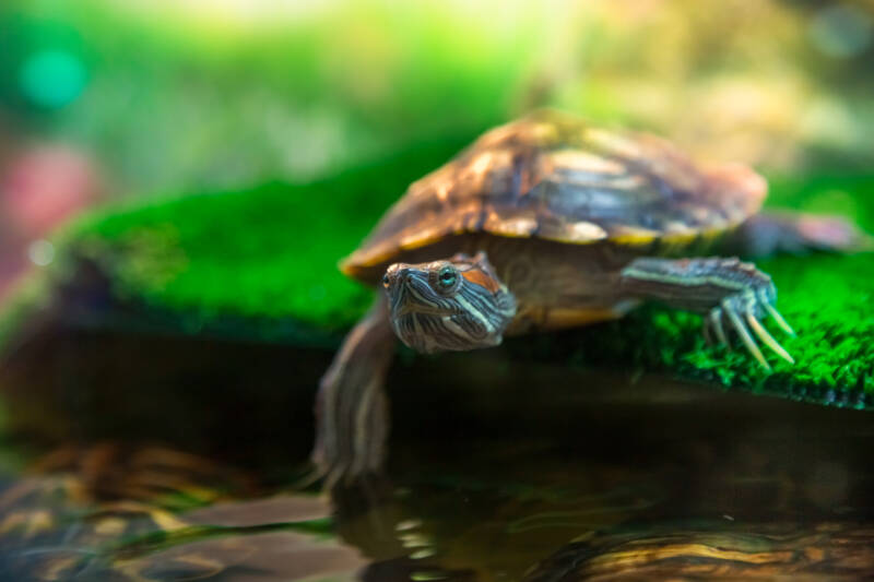 Red-eared slider basking on its green dock in aquarium