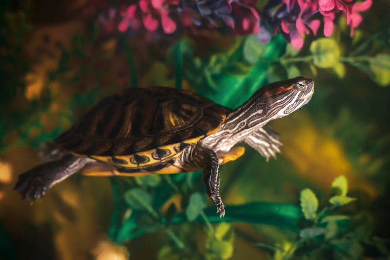 Red-eared terrapin or slider actively swimming in freshwater aquarium