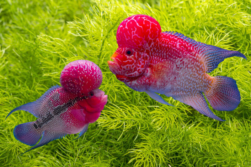 A couple of red Flowerhorn Cichlids in a planted aquarium