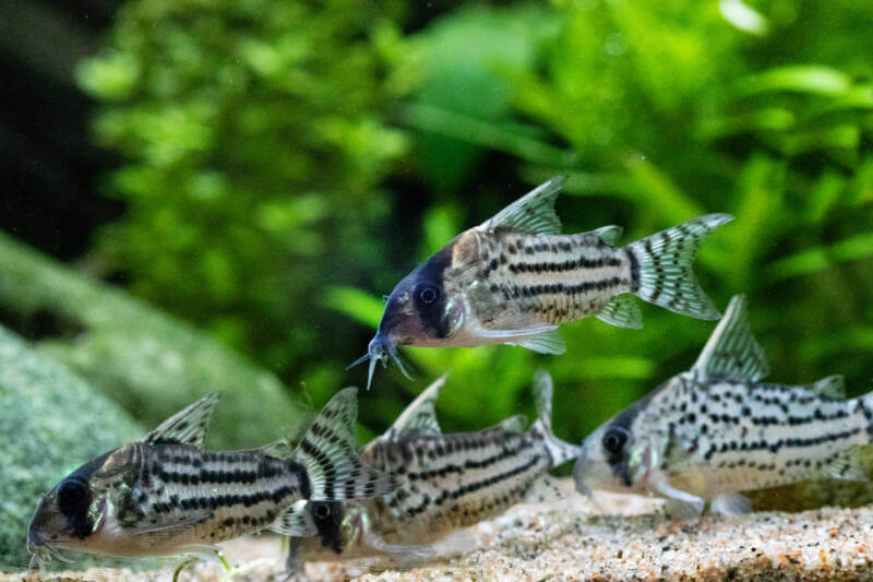 A school of Corydoras Schwartzi swimming in a freshwater aquarium. Wild caught catfish.