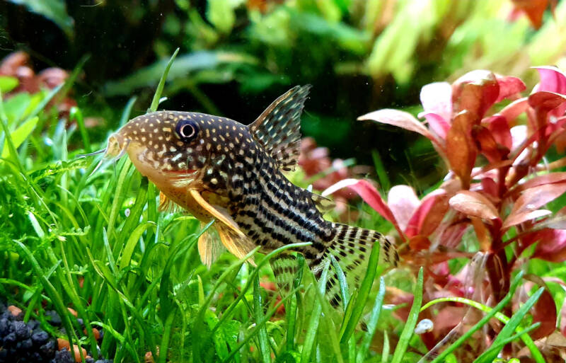 Sterba's cory in a heavily planted aquarium